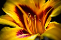 Stamen
