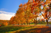 Foliage in New England