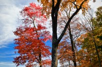 Autumn at the Lake
