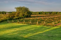 Vineyard Light and Shadows