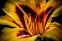 Stamen
