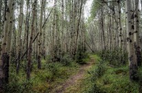 Trail of Birches