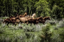 Wild Horses